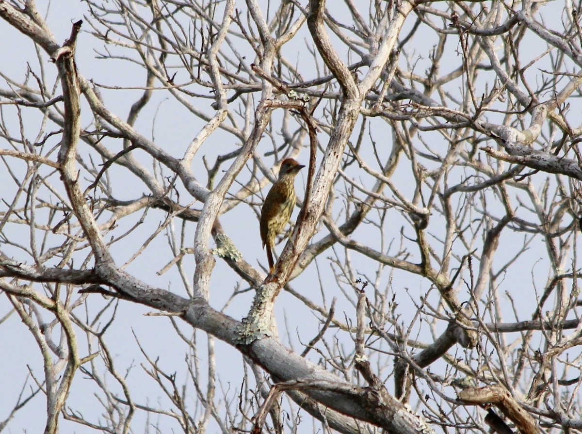 Mombasa Woodpecker - ML61069121