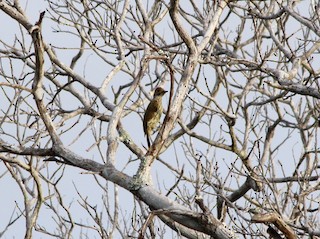  - Mombasa Woodpecker