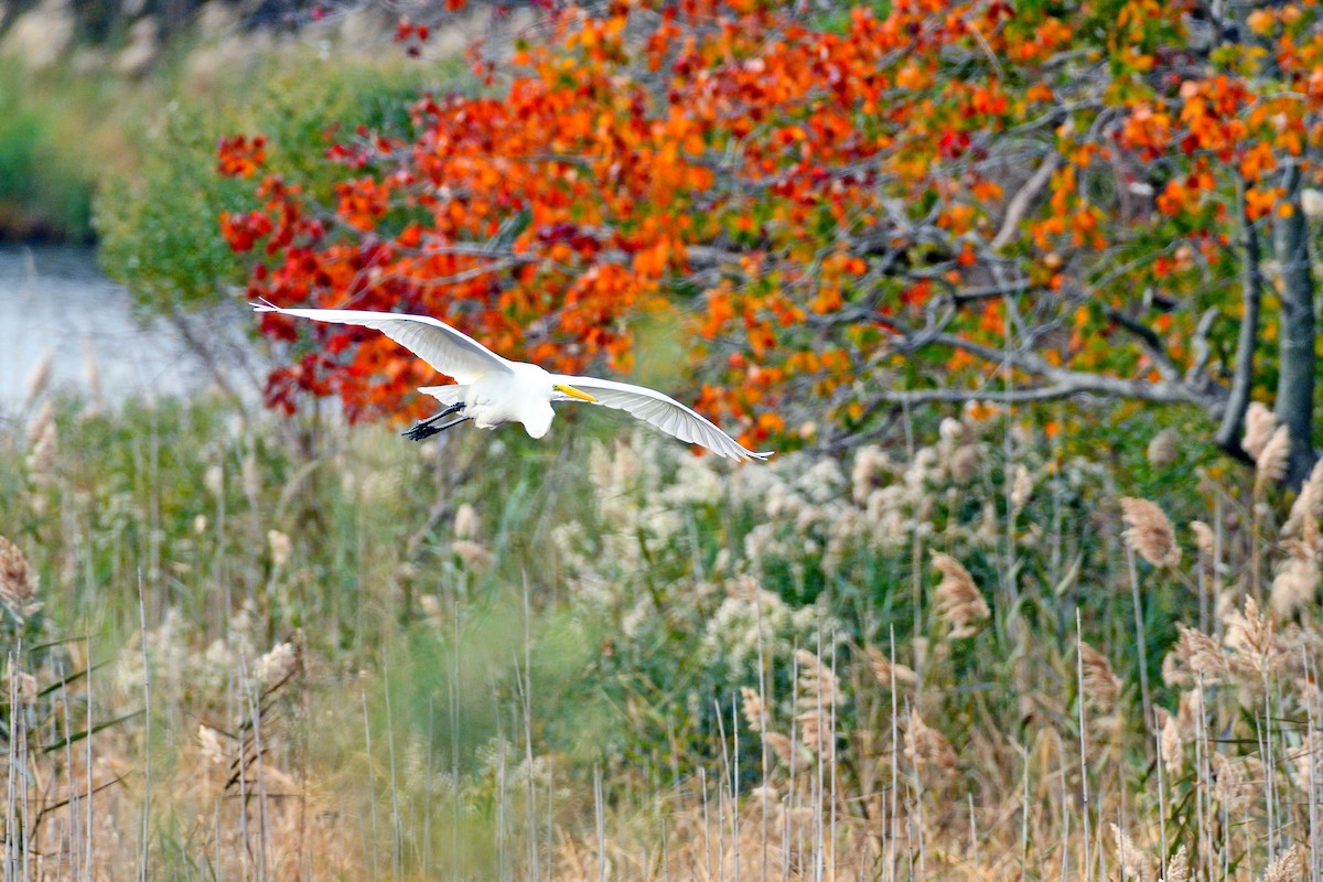 Great Egret - Chas Argent
