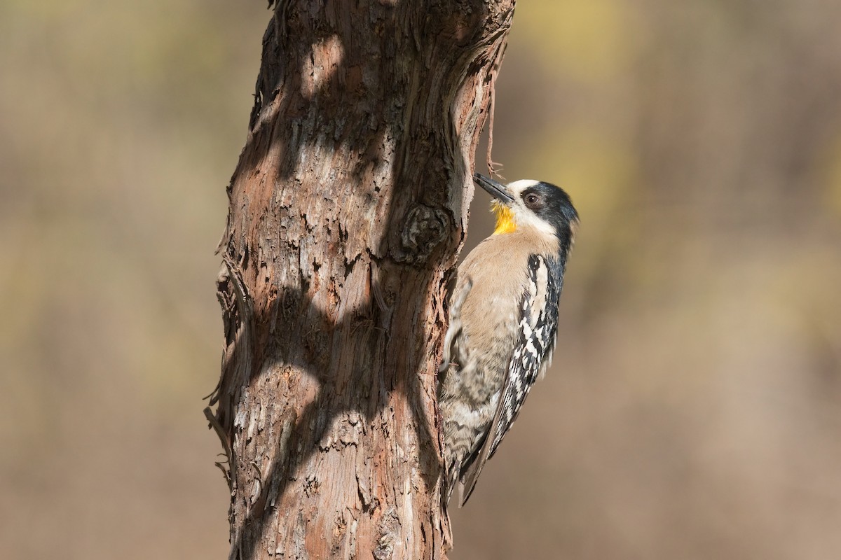 White-fronted Woodpecker - Michel Gutierrez