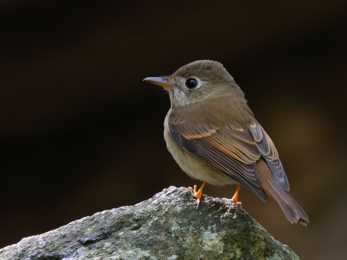 Brown-breasted Flycatcher - ML610691695