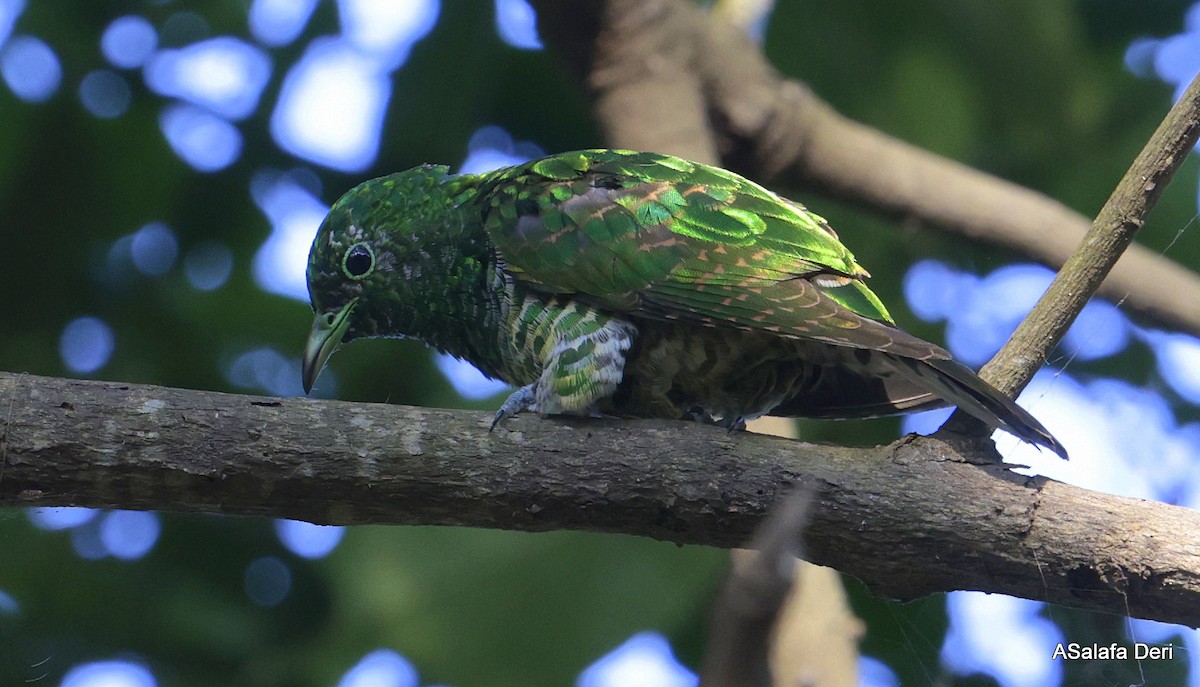 African Emerald Cuckoo (African) - ML610691902