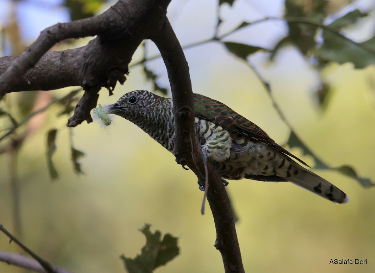 African Emerald Cuckoo (African) - ML610691903