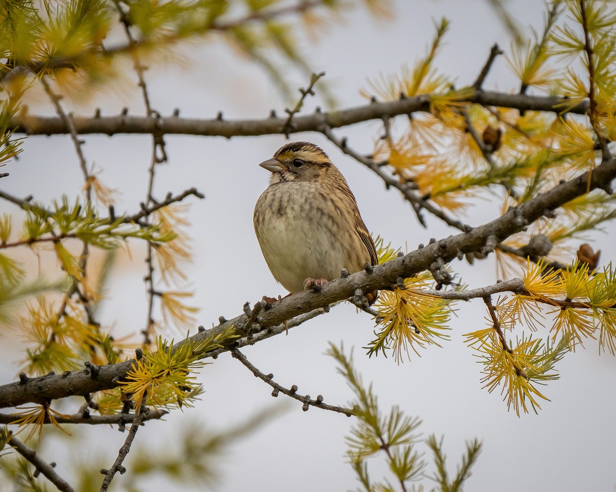 White-throated Sparrow - ML610692014