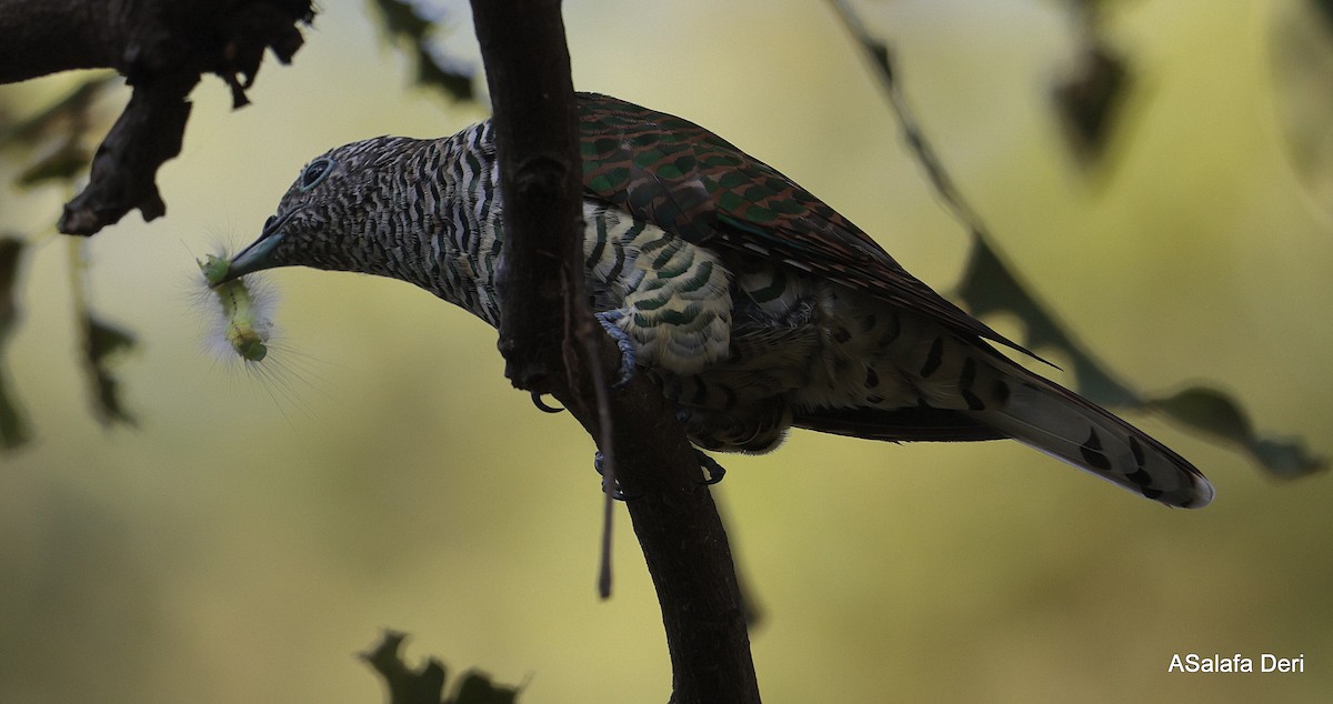 African Emerald Cuckoo (African) - ML610692095