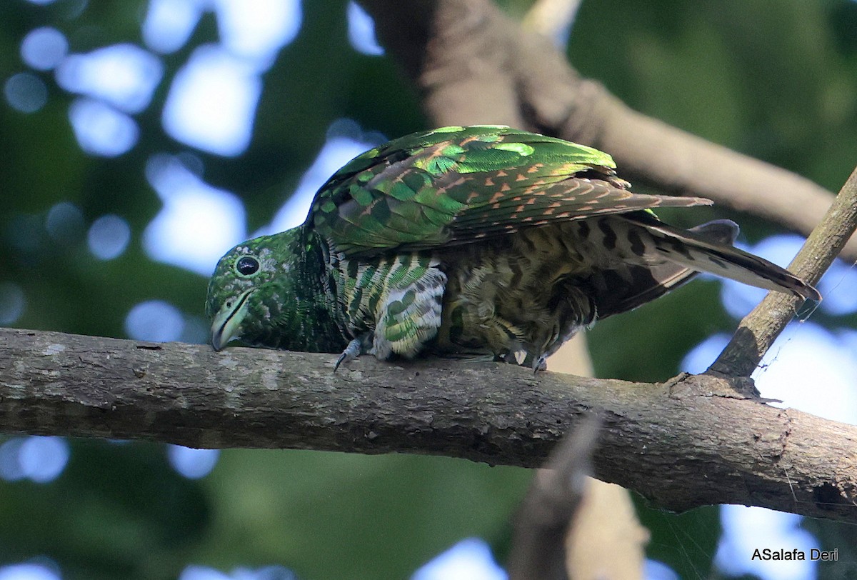 African Emerald Cuckoo (African) - ML610692097