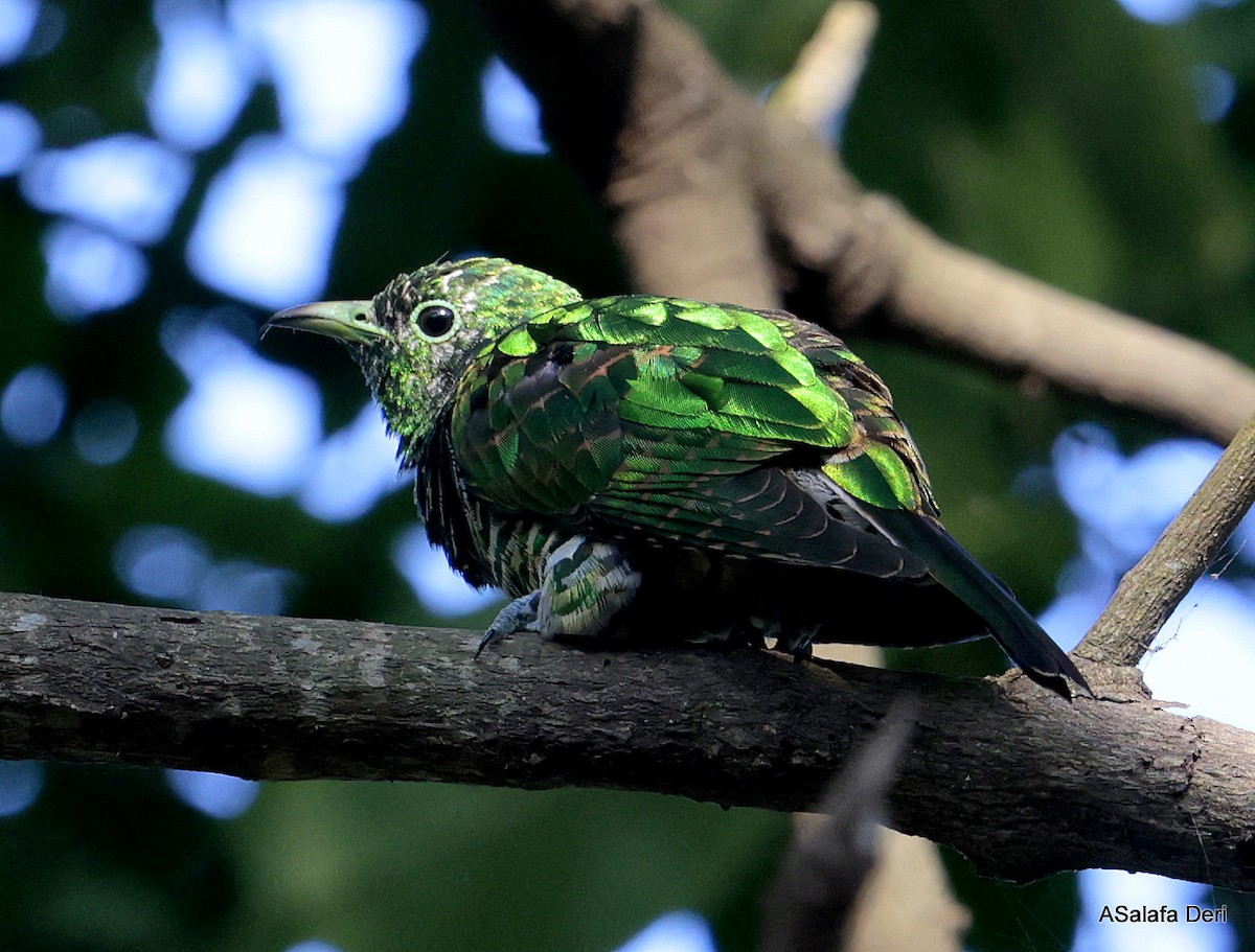 African Emerald Cuckoo (African) - ML610692098