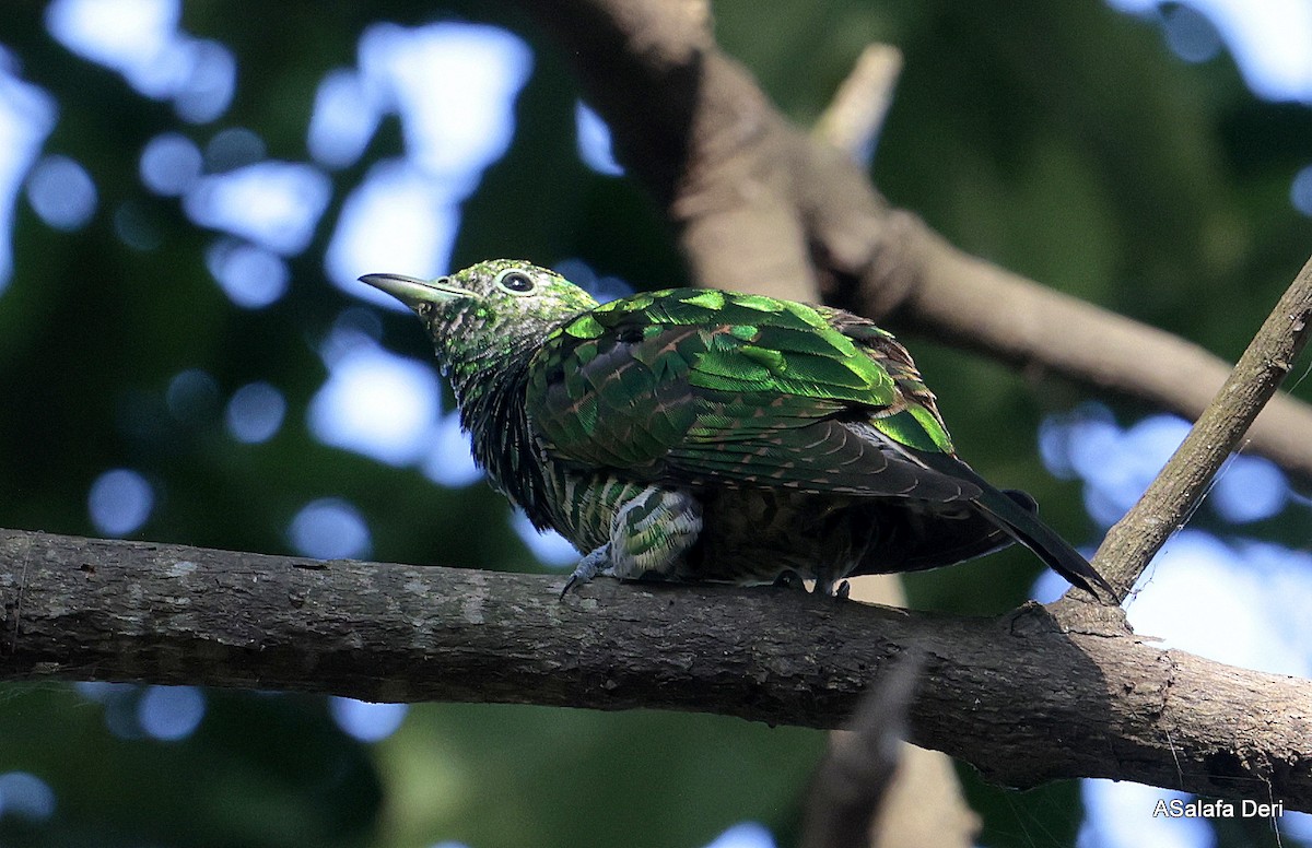 African Emerald Cuckoo (African) - Fanis Theofanopoulos (ASalafa Deri)