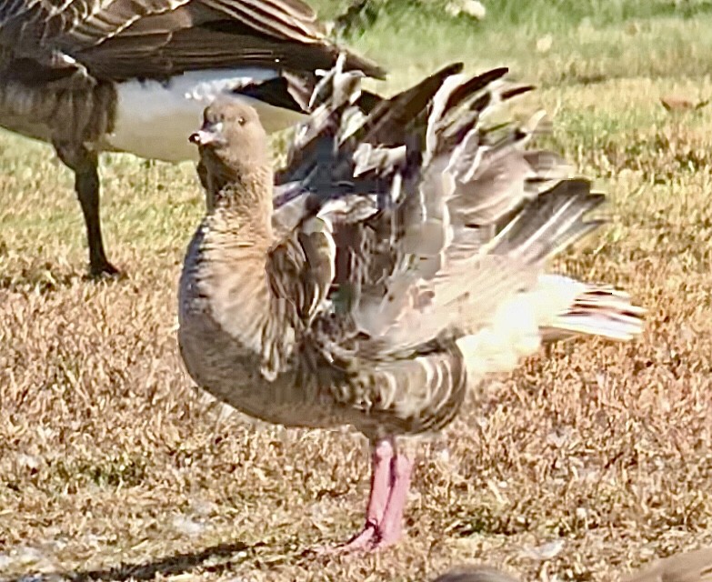 Pink-footed Goose - ML610692333