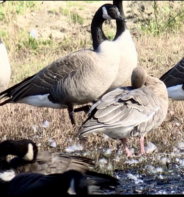 Pink-footed Goose - ML610692334