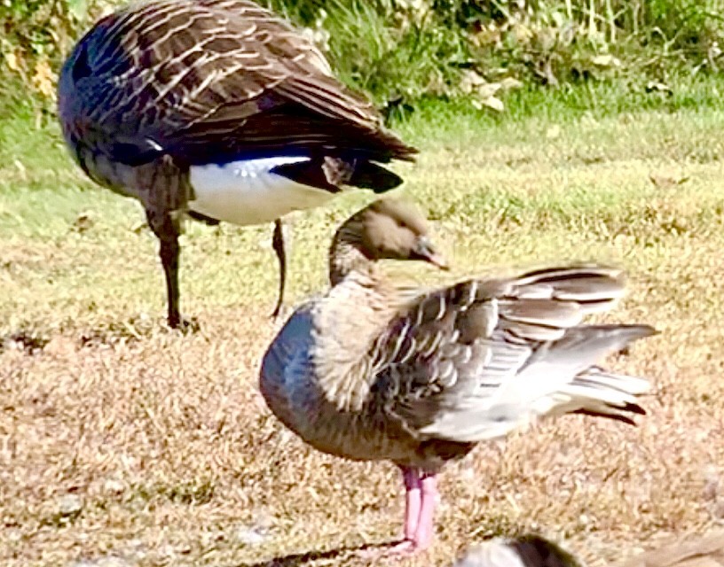 Pink-footed Goose - ML610692335