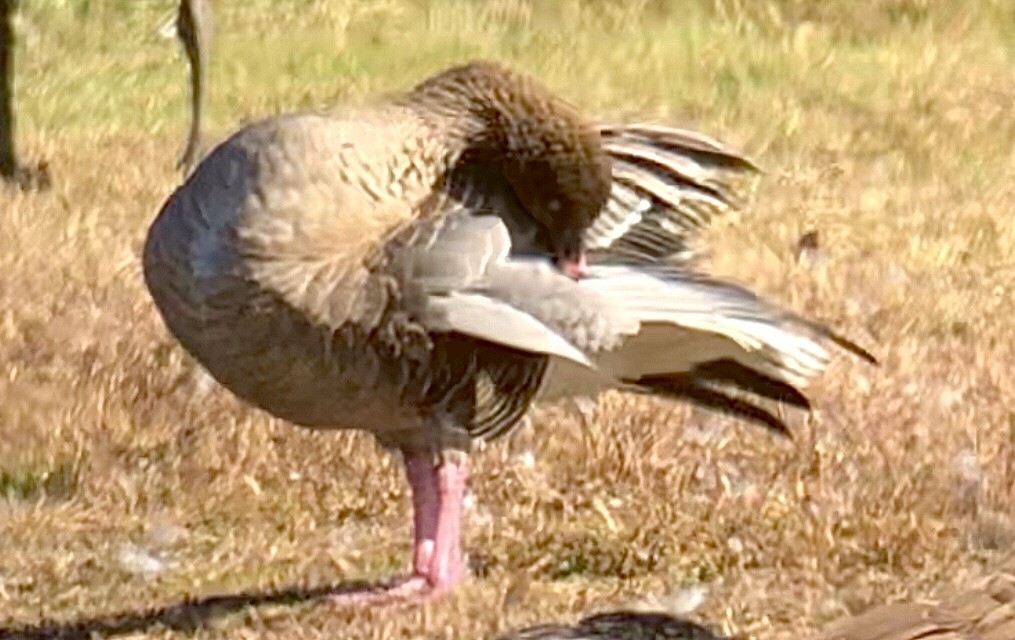 Pink-footed Goose - ML610692336