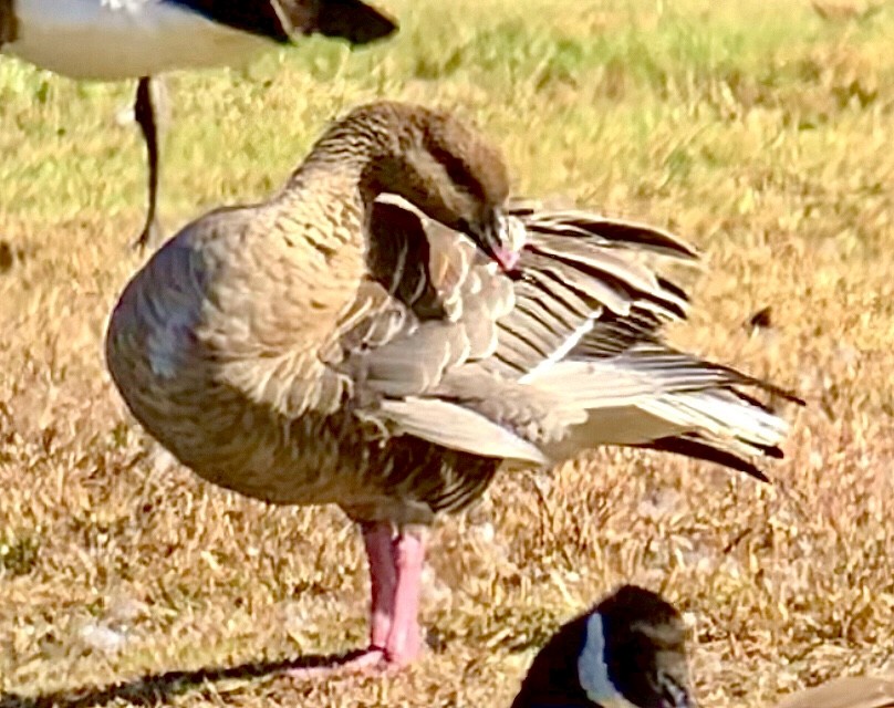 Pink-footed Goose - ML610692337