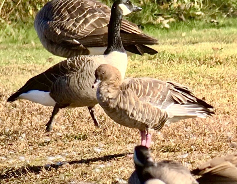 Pink-footed Goose - ML610692338