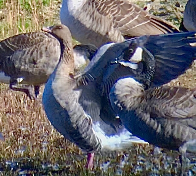 Pink-footed Goose - ML610692339
