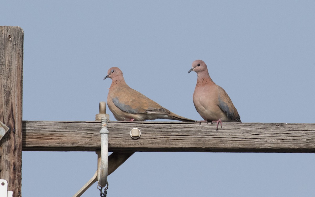 Laughing Dove - ML610692530