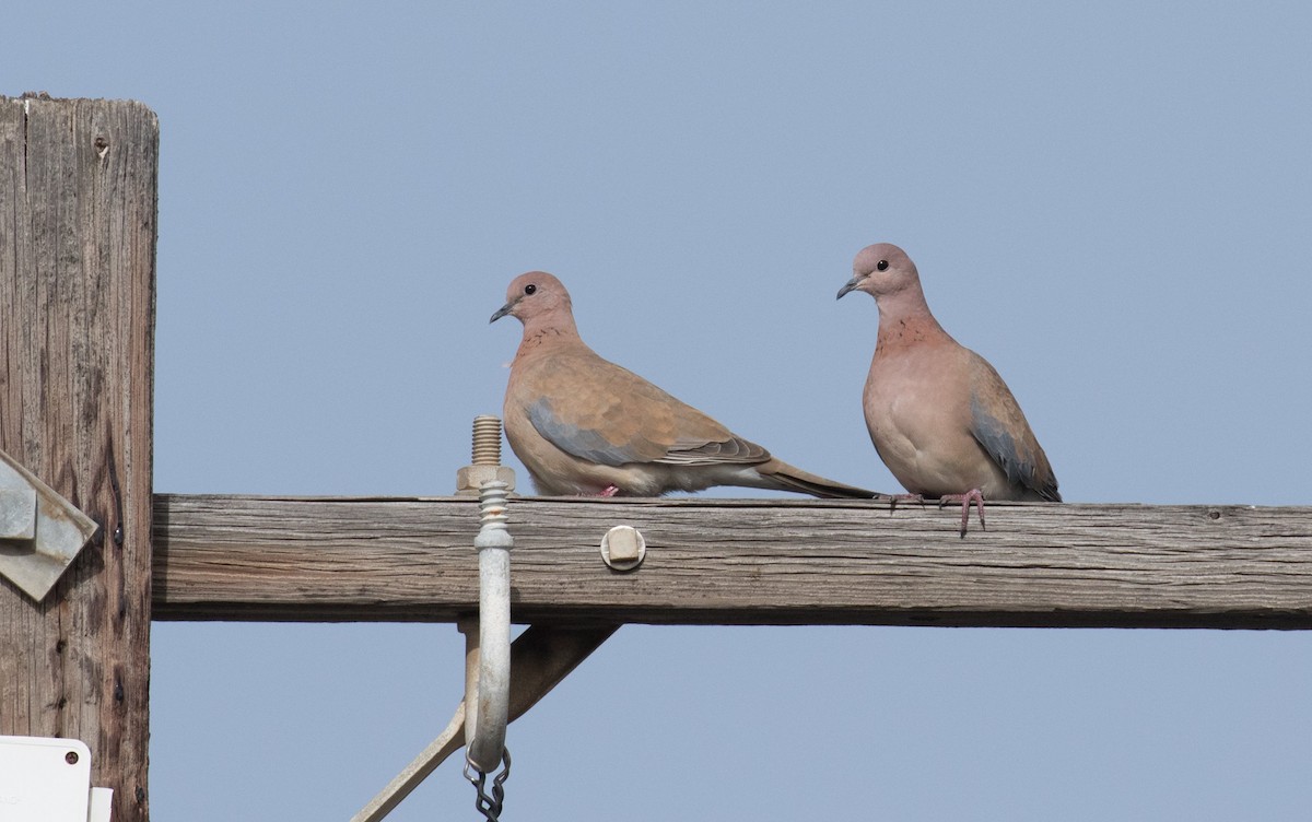 Laughing Dove - ML610692531