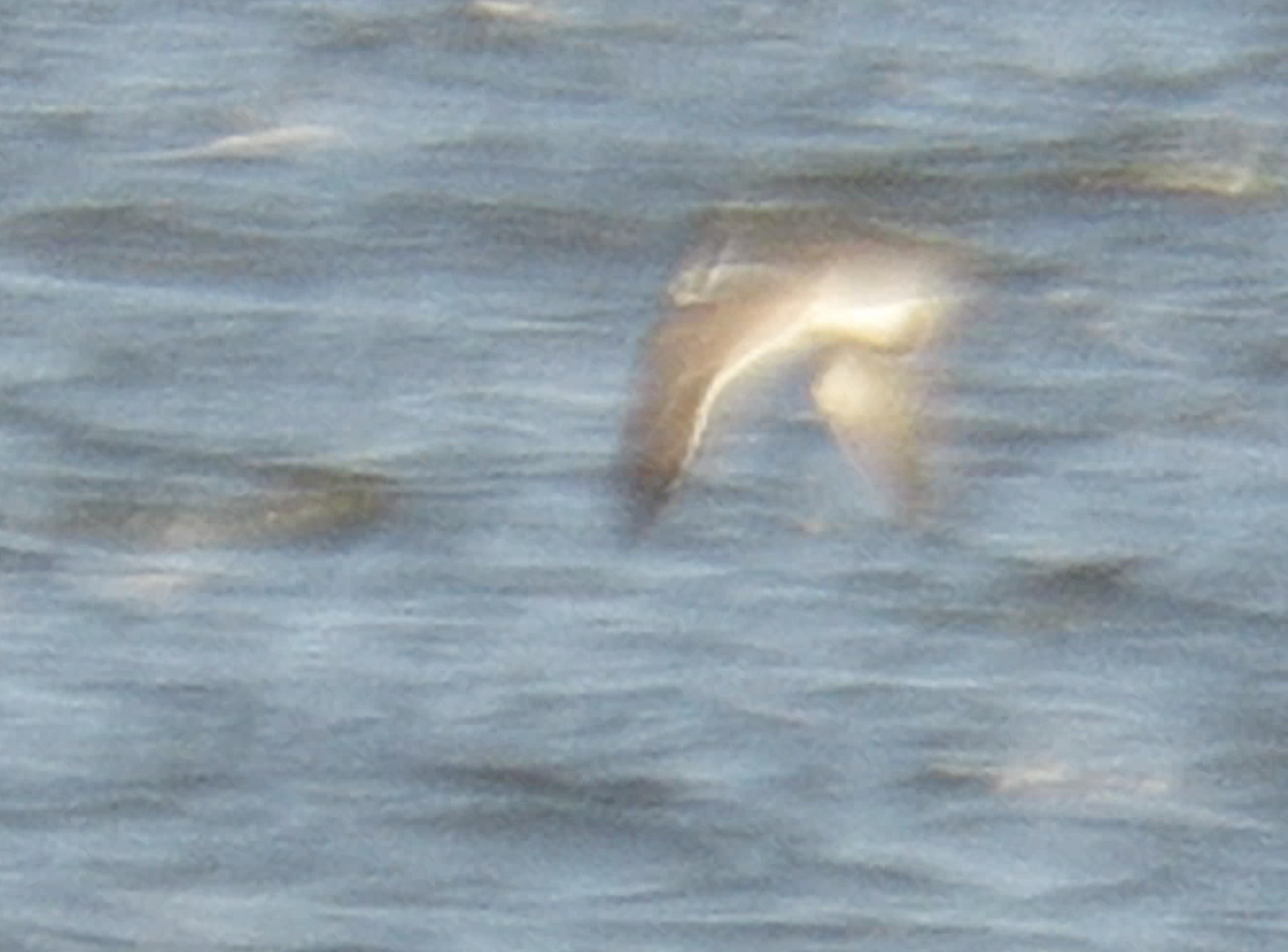 eBird Checklist 2 Nov 2023 Newnans LakeEarl P. Powers Park 9