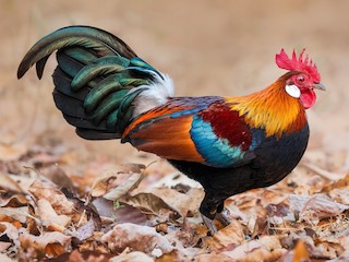  - Red Junglefowl