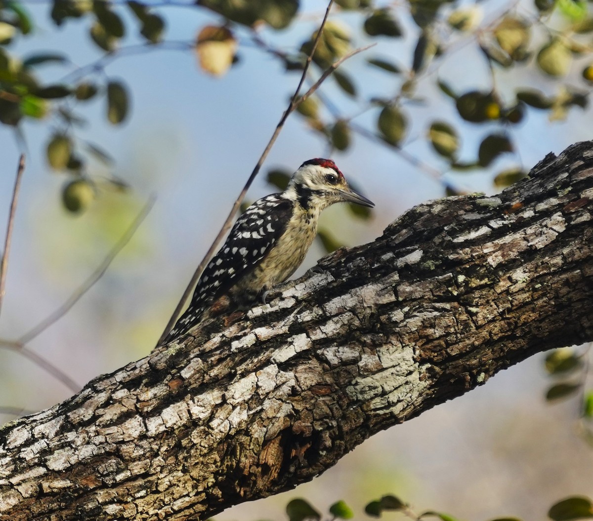 Freckle-breasted Woodpecker - ML610692964