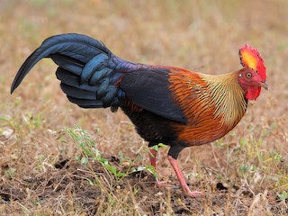  - Sri Lanka Junglefowl