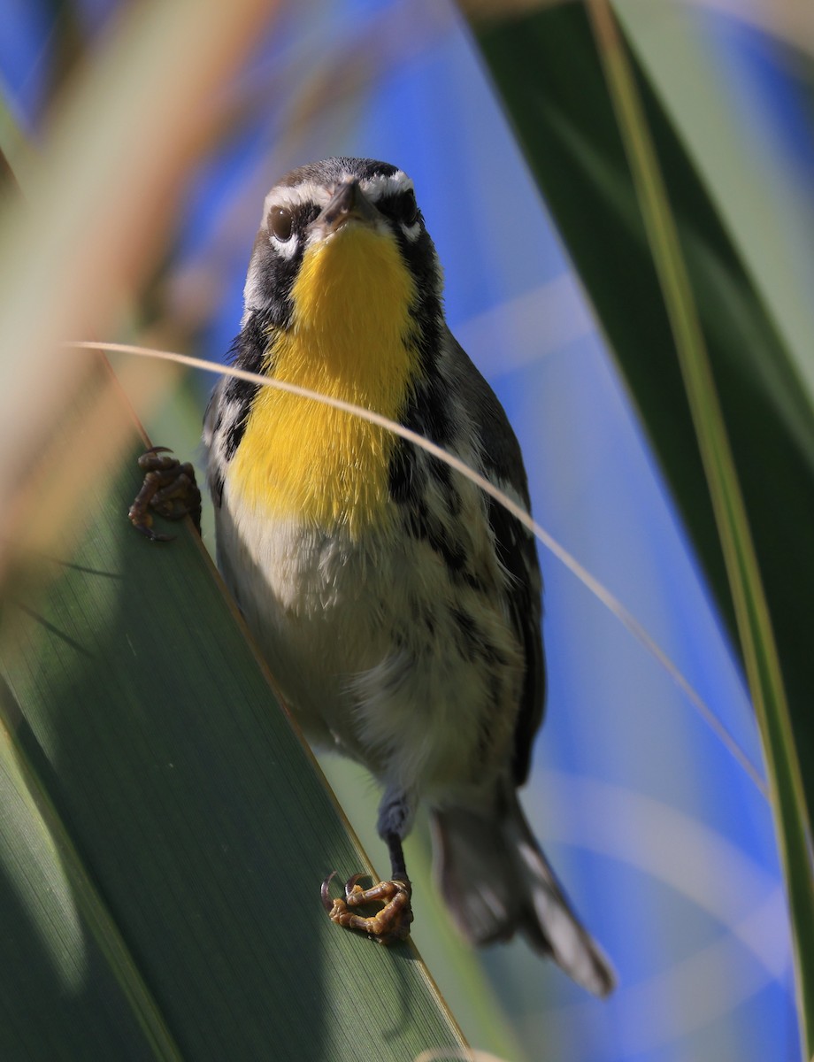 Yellow-throated Warbler - ML610693227