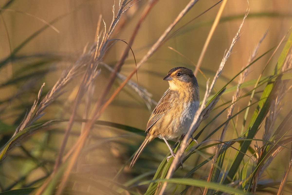 Nelson's Sparrow (Atlantic Coast) - Davey Walters