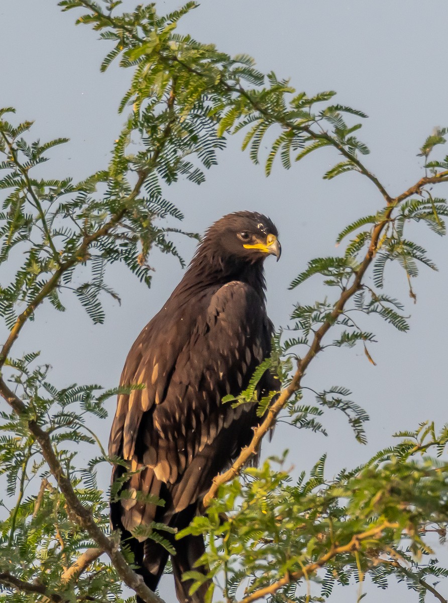 Greater Spotted Eagle - Leela Hemachand Gera