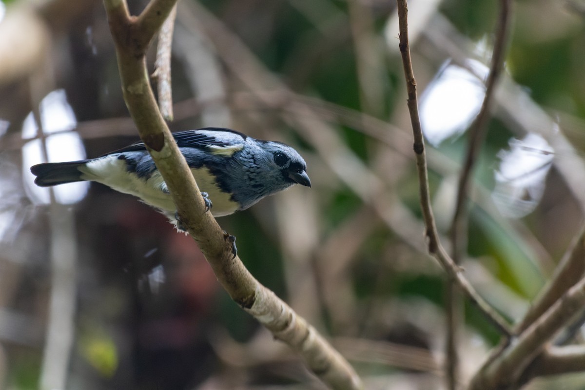 White-bellied Tanager - ML610693858