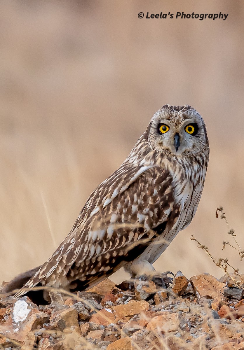 Short-eared Owl - ML610693988