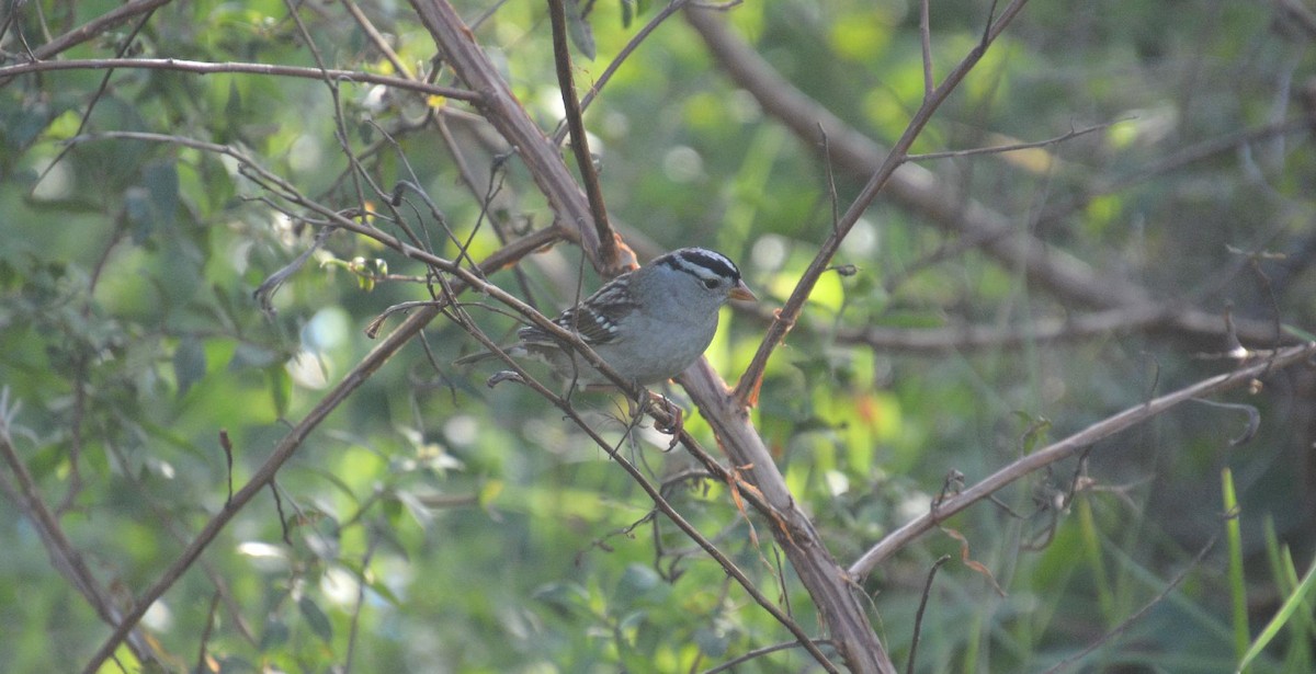White-crowned Sparrow - ML610694231