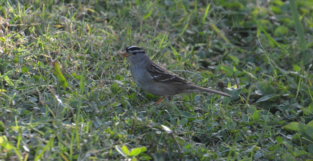White-crowned Sparrow - ML610694232