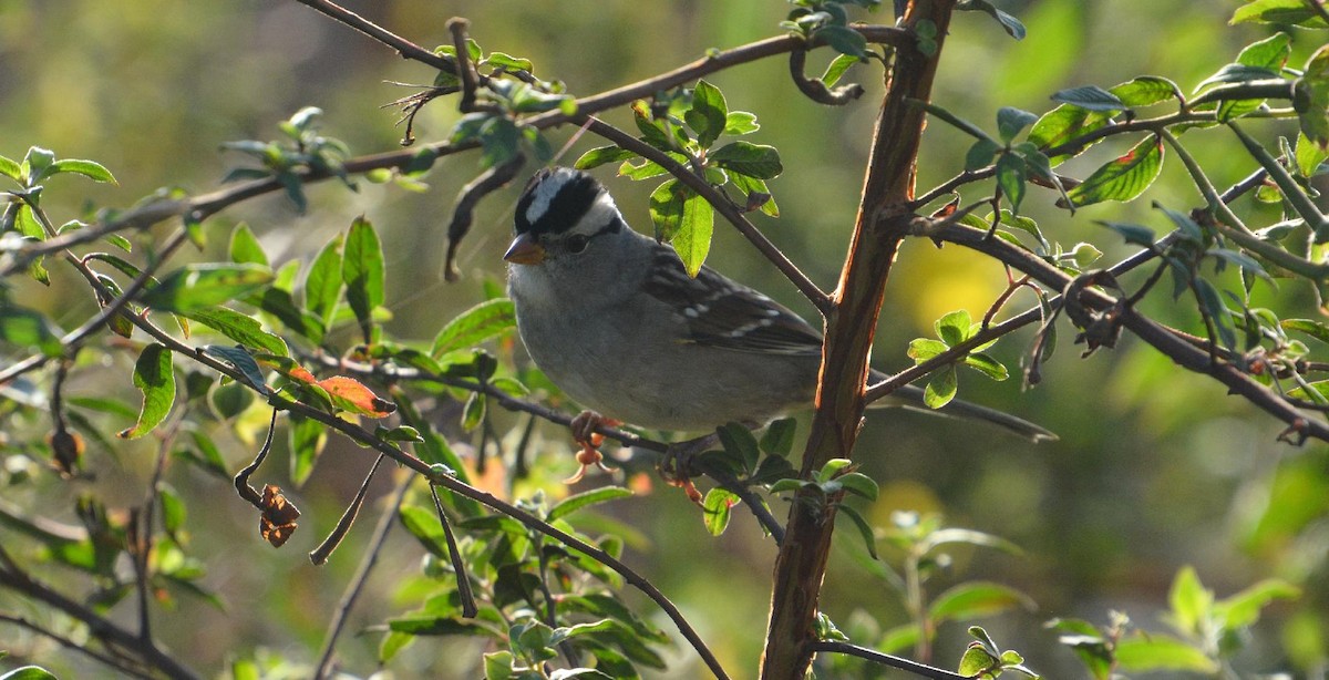 White-crowned Sparrow - ML610694233