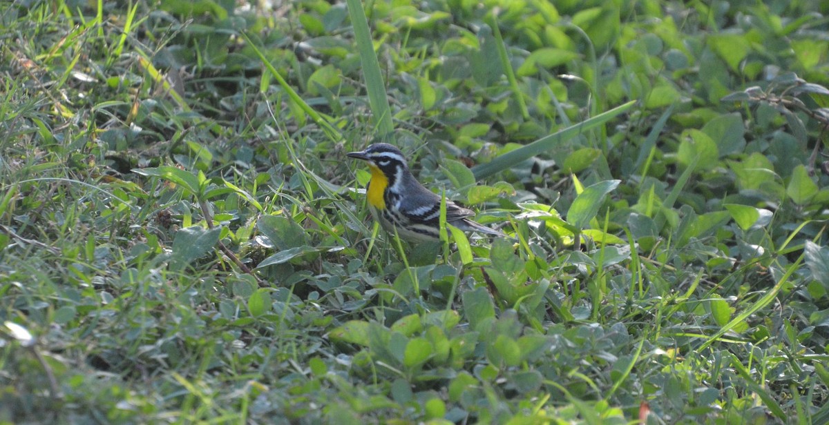 Yellow-throated Warbler - ML610694241