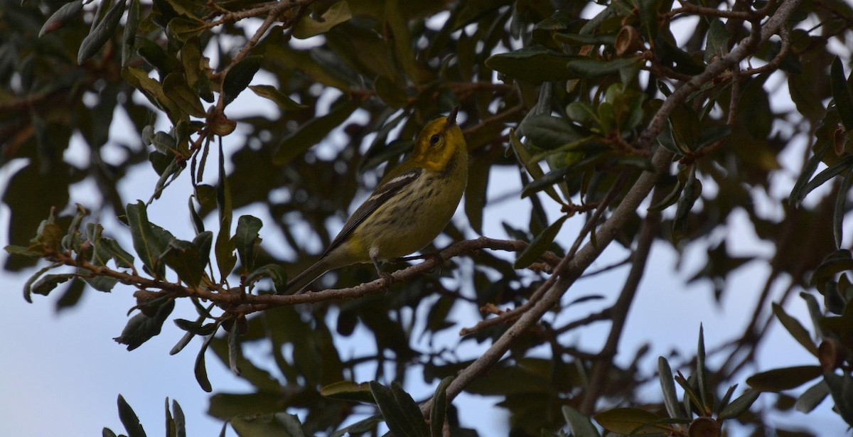 Black-throated Green Warbler - James Armstrong