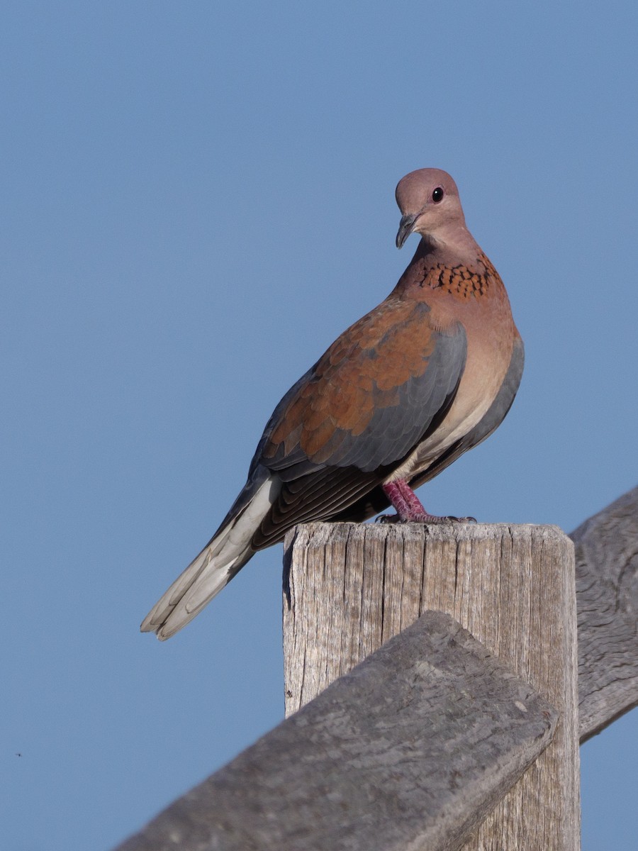 Laughing Dove - ML610694468
