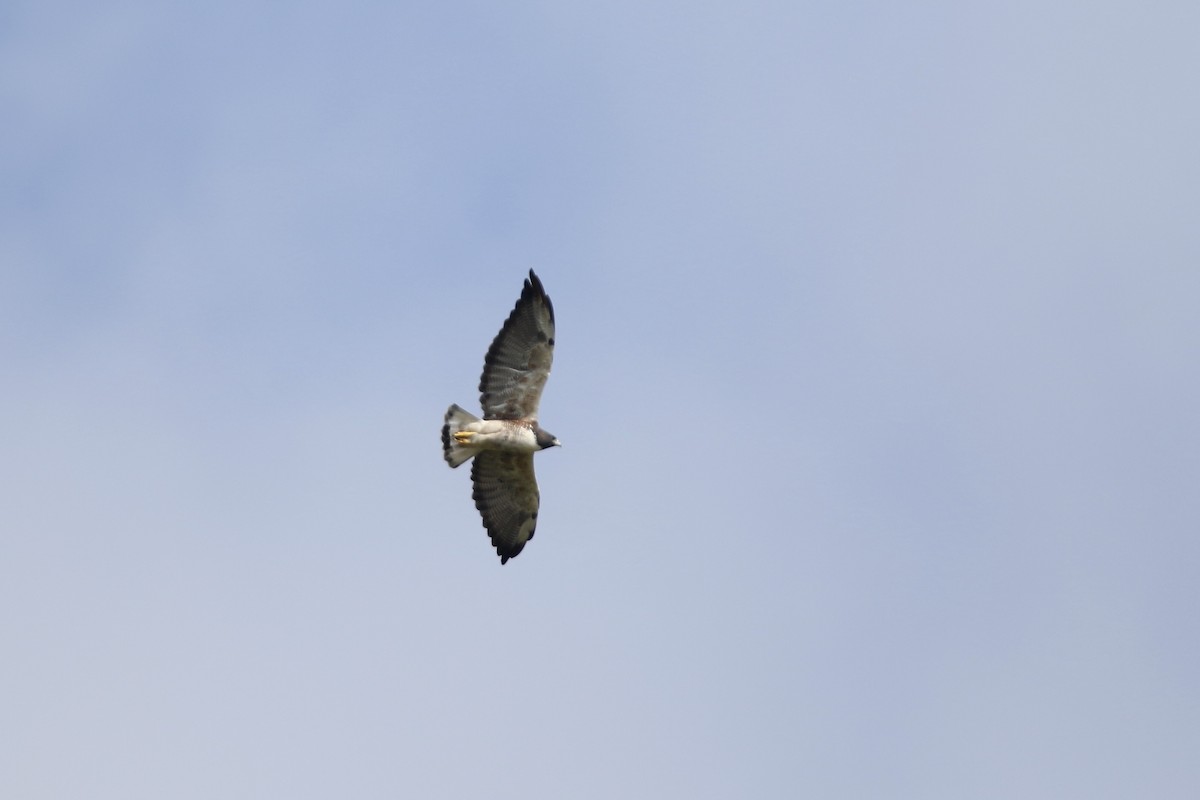 White-tailed Hawk - ML610694485