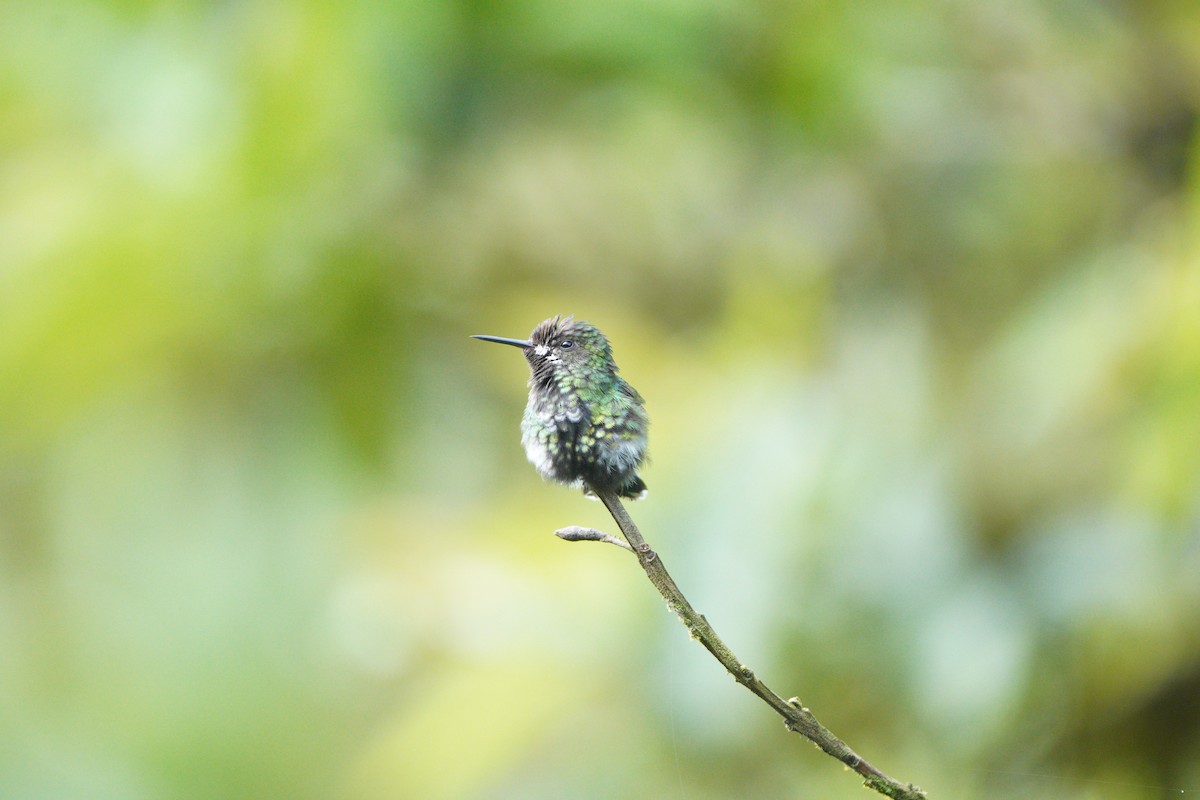 kolibřík trnoocasý - ML610694985