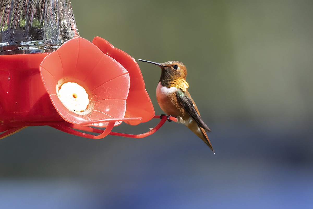 Rufous Hummingbird - ML610695447