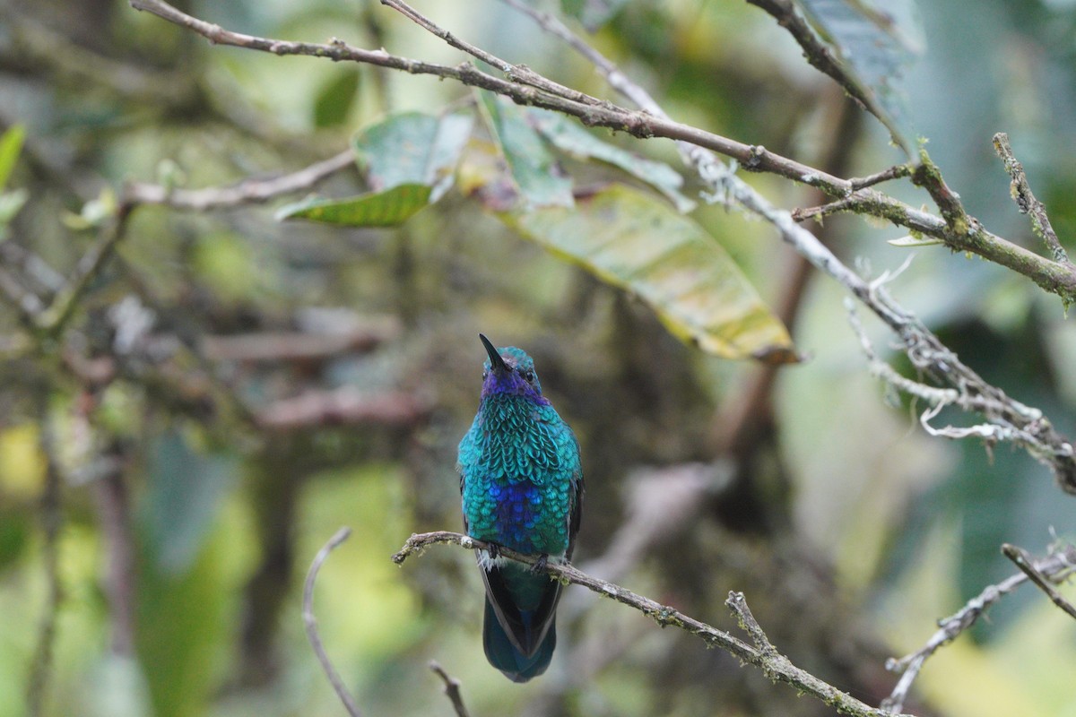 kolibřík modrolící - ML610695592