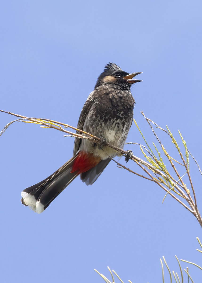 Red-vented Bulbul - ML610695758