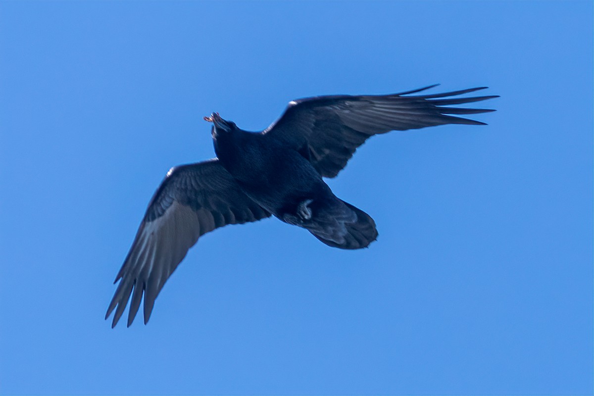 Common Raven - ML610695759