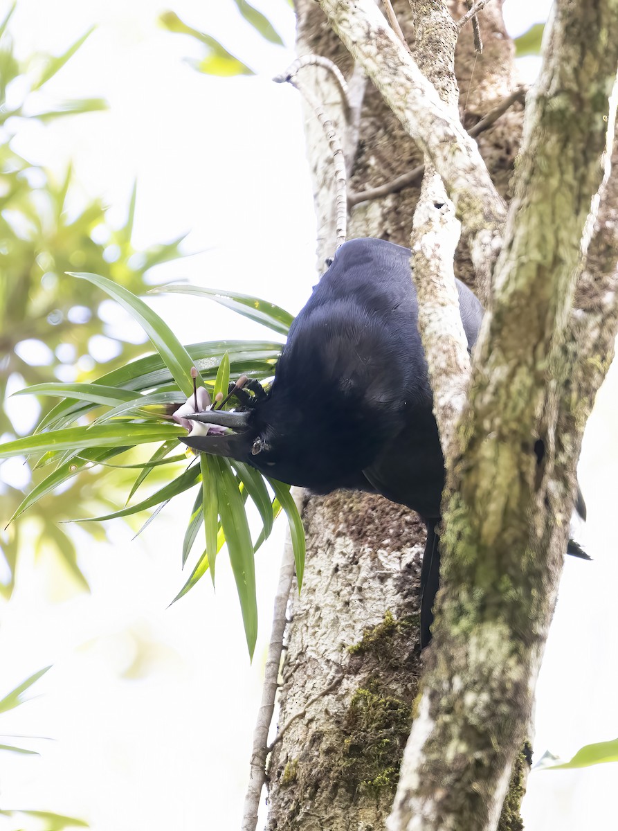 Cuervo de Nueva Caledonia - ML610695963