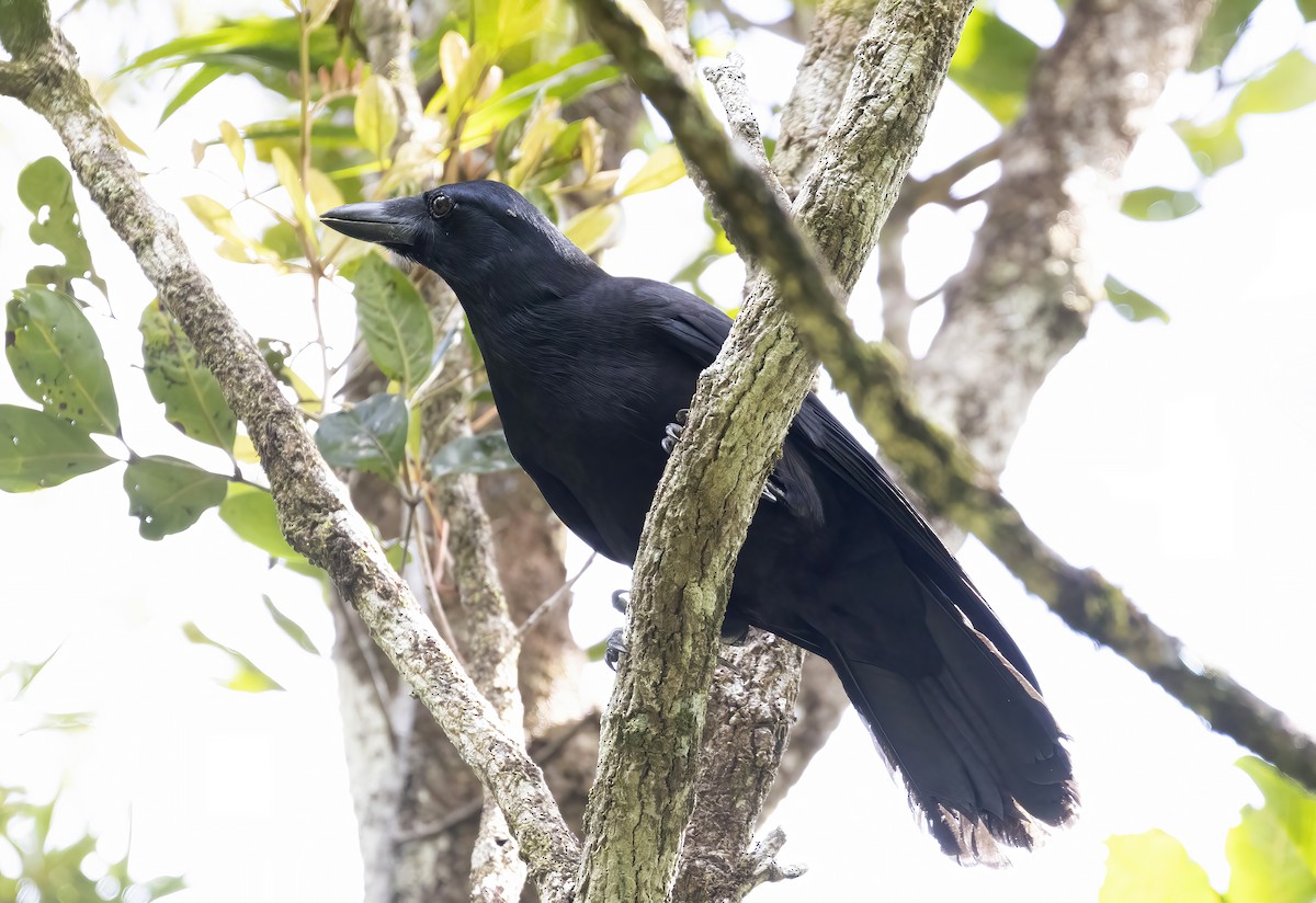 New Caledonian Crow - Peter Candido