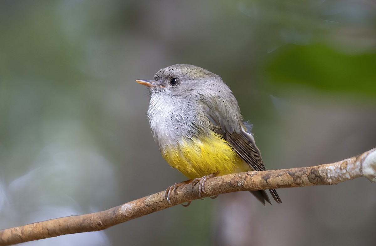 Yellow-bellied Flyrobin - Peter Candido