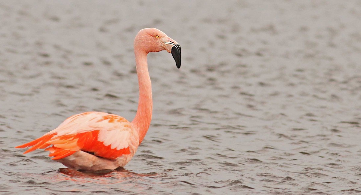Chilean Flamingo - ML61069601