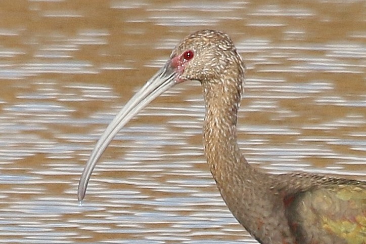 ibis americký - ML610696034