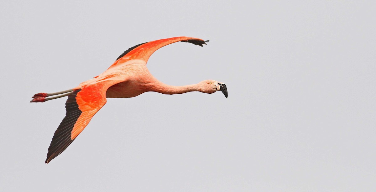 Chilean Flamingo - Luke Seitz