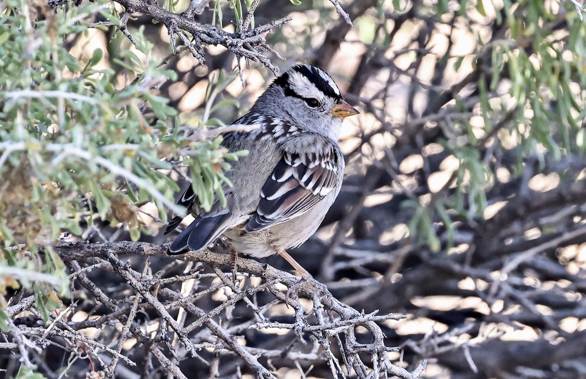 White-crowned Sparrow - ML610696238