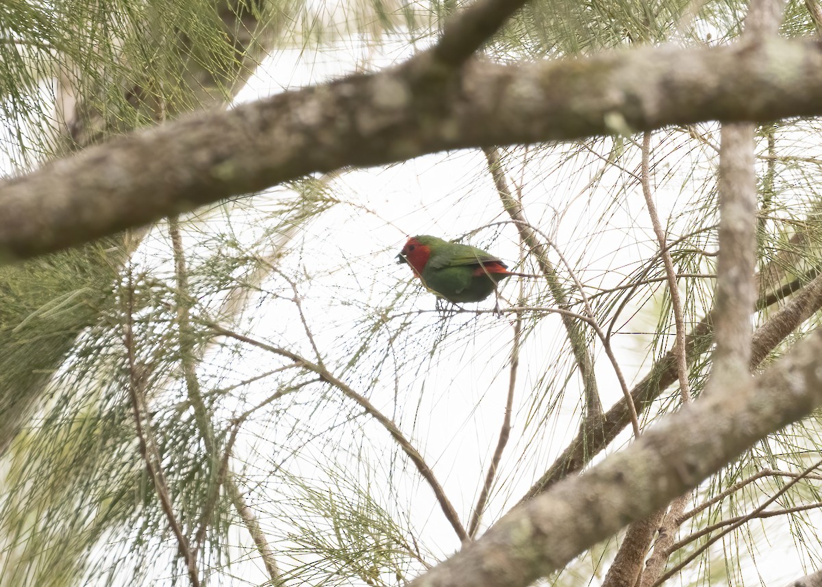 Red-throated Parrotfinch - ML610696570